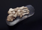 Pie reconstruido de un homínido de hace 500.000 años 