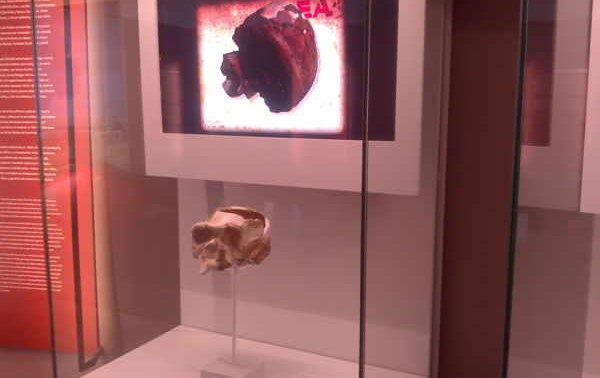 La muestra se encuentra en la sala de exposiciones temporales del MEH. 