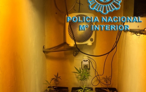 La policia localizó en la vvienda plantas de marihuana