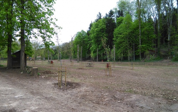Las labores de reforestación se han realizado en el parque de Fuentes Blancas.