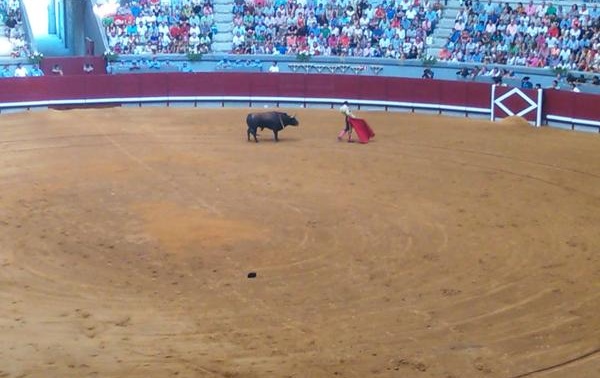 Festejo taurino en el Coliseum Burgos.