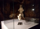 Cráneo completo de oso y la estatua erguida de la misma especie