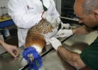 Los animales lesionados son tratados por expertos. | FOTO: patrimonionatural.org