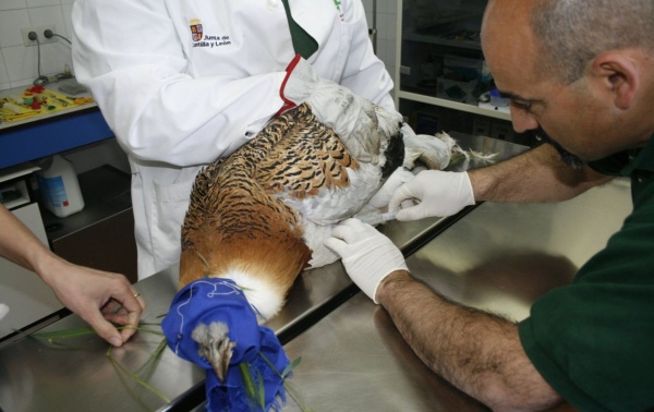 Los animales lesionados son tratados por expertos. | FOTO: patrimonionatural.org